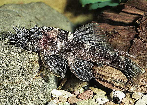 Ancistrus sp.L 213